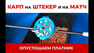 картинка: КАРП НА ШТЕКЕР И МАТЧ. ОПУСТОШАЕМ ПЛАТНИК!