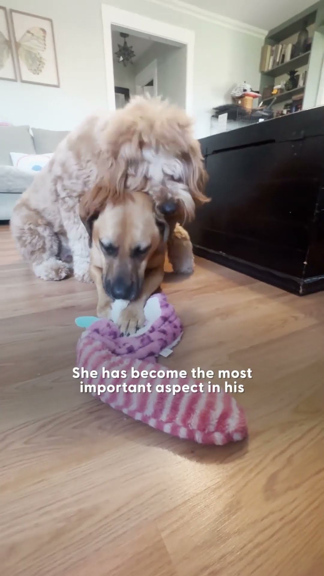 Narcoleptic Dog Falls Asleep Every Time He's Happy | The Dodo
