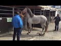 TRATO DE CABALLOS ESPAÑOLES, ROCIANA DEL CONDADO 2018, HUELVA |  ANDALUCES PARA ROMERIA