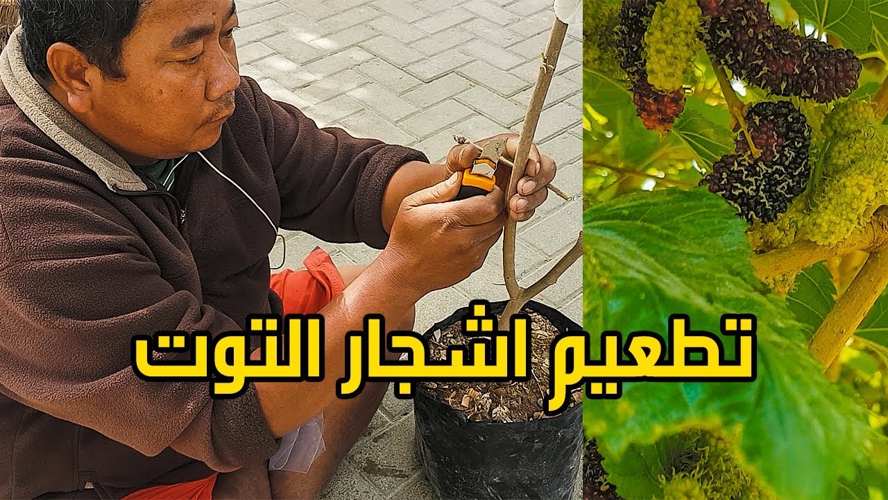 تطعيم اشجار التوت Grafting berries