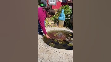 Thumbnail of You wouldn’t believe what happens to my water lily pond during winters. #winterandplants