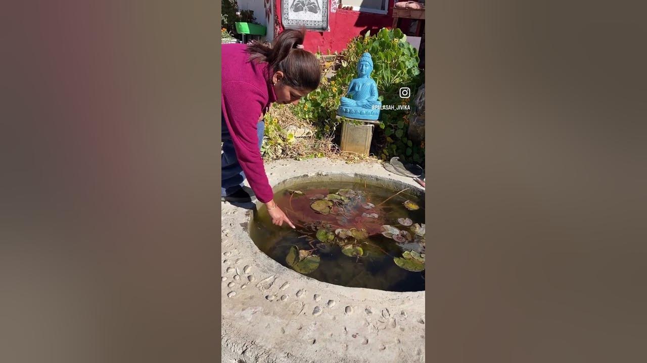 You wouldn’t believe what happens to my water lily pond during winters. #winterandplants