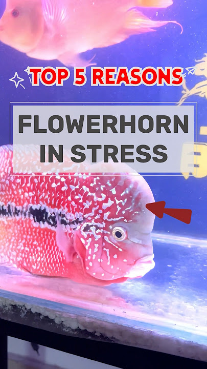 Top 5 Reasons Flowerhorn Fish In Stress | #viral #shortvideo #flowerhorn