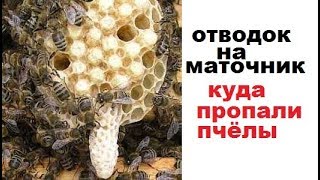 Отводок на зрелый маточник. Не спешите делать правильно!!!!