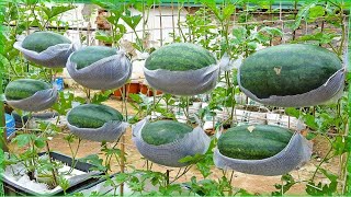 زراعة البطيخ الاحمر في المنزل بطريقة إحترافية