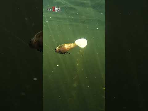 Berkley PowerBait CullShad