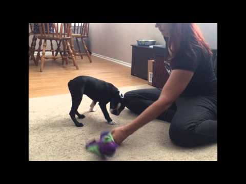 how-to-stop-puppy-dangerous-growling-&-biting-part-2