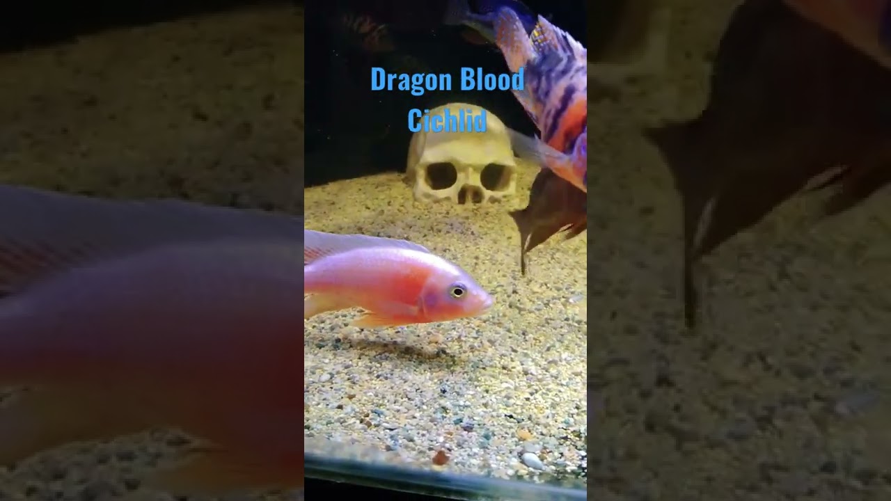 dragon blood Peacock cichlid termasuk jenis aulonocara cichlid Afrika