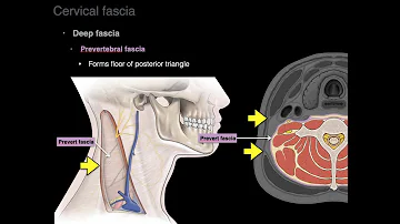 What is meant by investing fascia?
