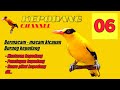 Kepodang Gacor Suara Ampuh Buat Pancingan Dan Masteran Kepodang Malas Bunyi Mp3 - Mp4 Download