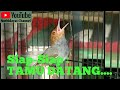 Masteran Suara Prenjak Atas Prenjak Gacor Pancingan Burung Bahan Trotol Mp3 - Mp4 Download