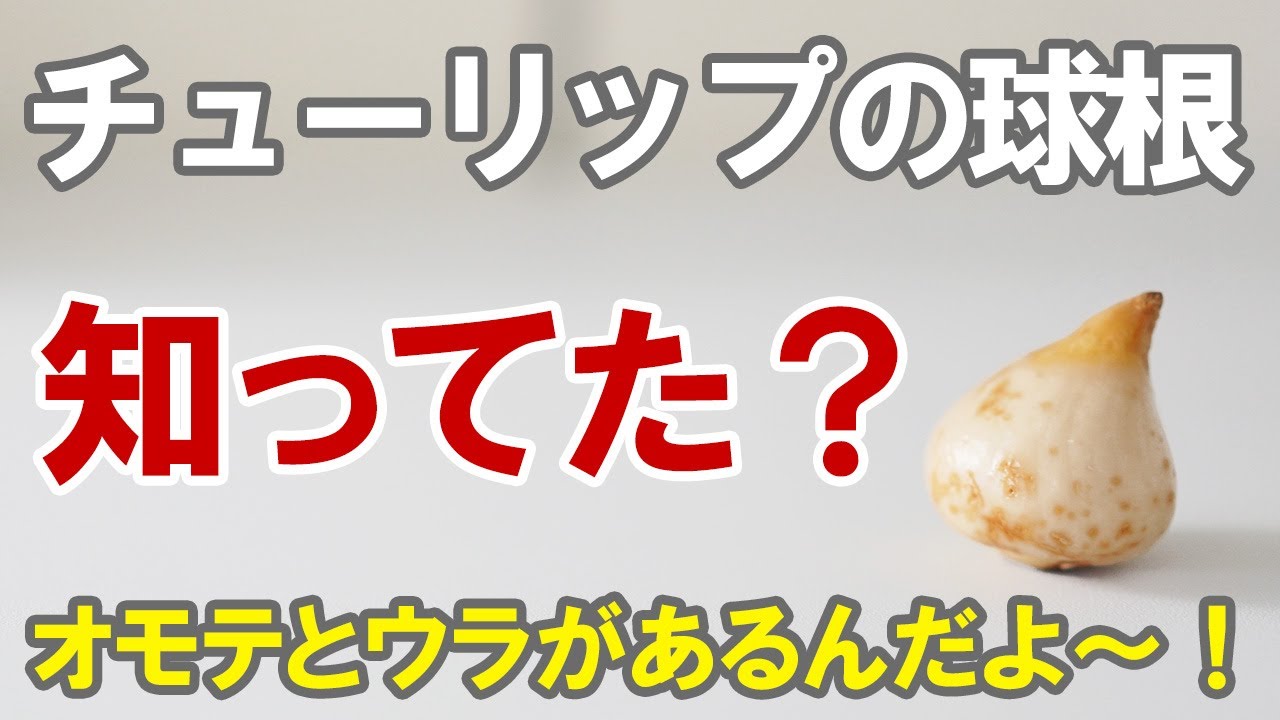 チューリップの球根にはオモテとウラがあるって知ってた Youtube チューリップの球根にはオモテとウラがあるって知ってた Youtube