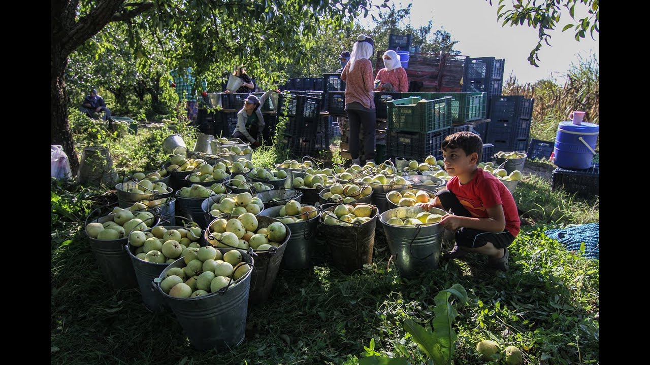 Bir Deveci Armudu Hasadına Uğradım