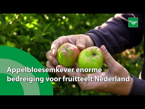 Appelbloesemkever enorme bedreiging voor fruitteelt in Nederland