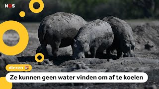 Hele kuddes nijlpaarden zitten vast in de modder