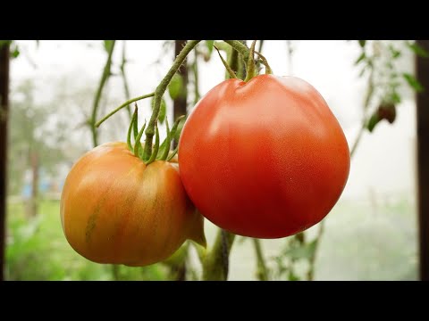Бейне: Ащы томат тұздығындағы тауық еті