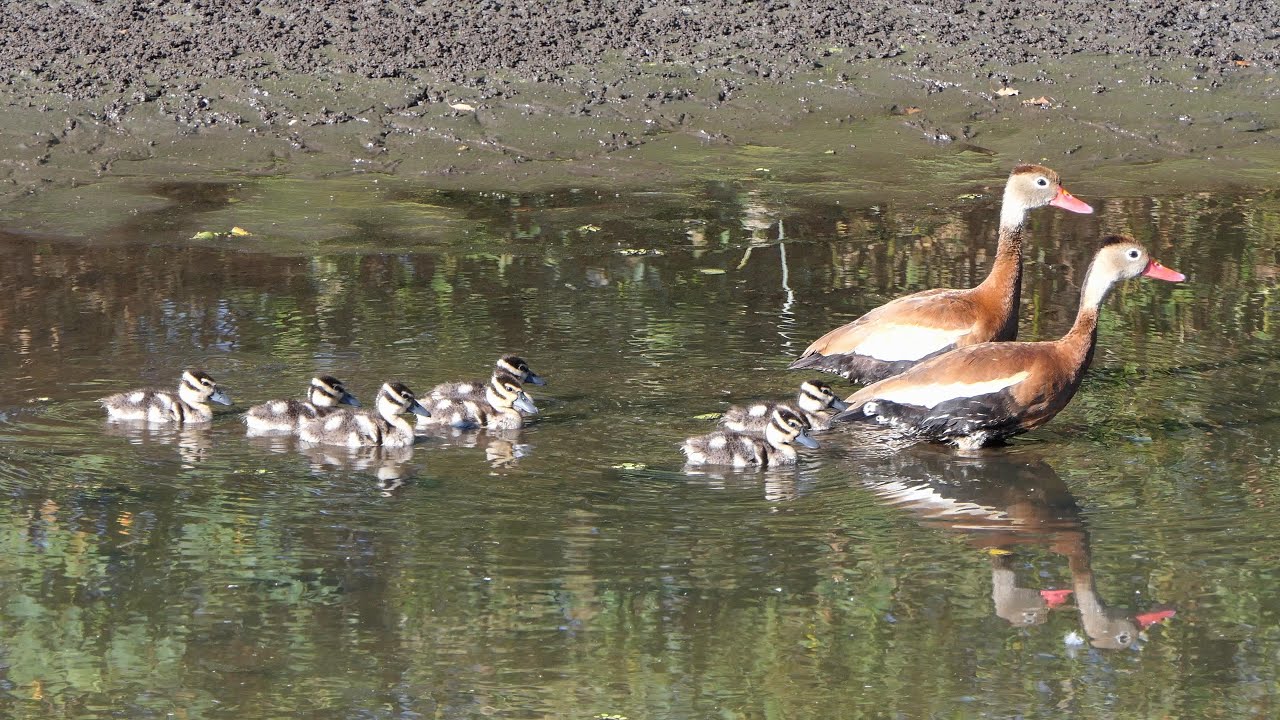 Whistling Duck parents chase away an visitor YouTube