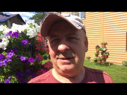 Video: Bogorodskaya Grass - Useful Properties, Application