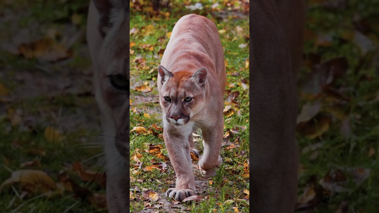 Close Up Mountain Lion Stroll Caught On Cam 