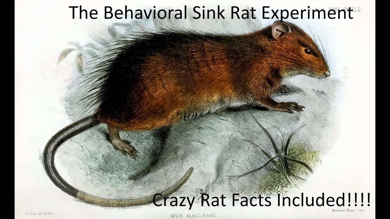The Behavioral Sink Experiment - YouTube
