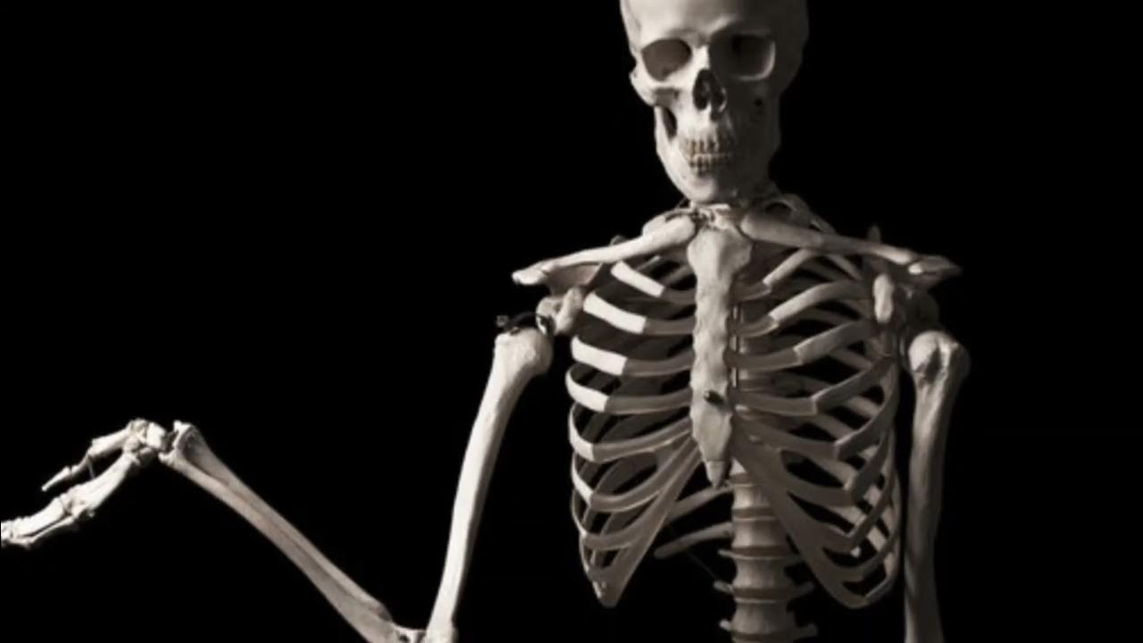 Скелет организации. Скелет человека. Скелет взрослого человека. Снимок скелета. Сильный скелет.