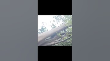 Woodworking project giant tree felling skill technique #shortvideo #woodworking #chainsaw