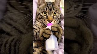 Cat cute 🍼😻 #cat #pet #cute #shortsvideo #shorts