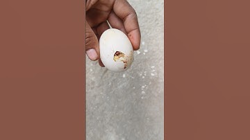 Chick was Ready to hatch but stuck in shell #short #shortvideo