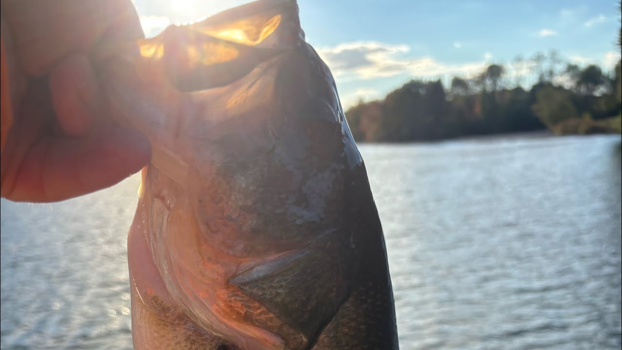 Nice bass on flux gill bait