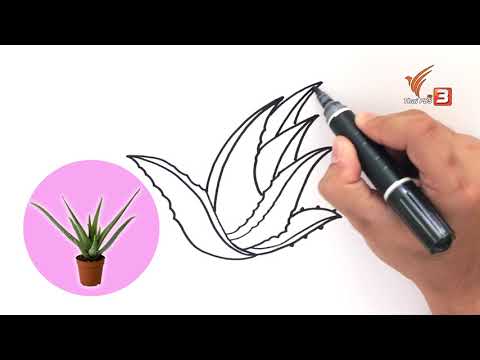 วีดีโอ: วิธีการวาดหาง