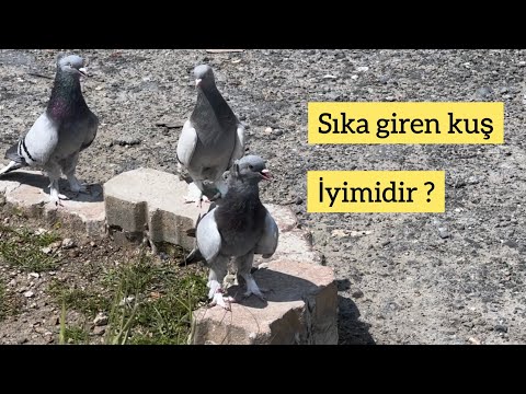 SIK TAKLAYA GİREN KUŞ İYİMİDİR KÖTÜMÜ ? NASIL UÇURULMALIDIR ? Taklacı güvercin Oyunkuşu