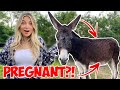 My Donkey Might Be PREGNANT?!