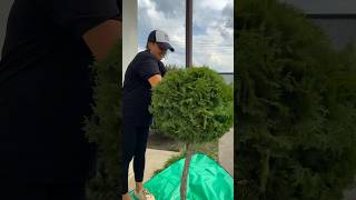 🍂ШОК! Осінній догляд за хвойними, про який мовчать садівники 🌲#хвойні #осіннійдогляд #садівництво