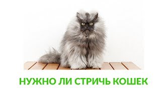 Нужно ли стричь кошек. Ветеринарная клиника Био-Вет. Нужно ли стричь кошек. Ветеринарная клиника Био-Вет.