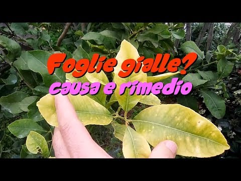 Video: Quale albero ha foglie triangolari?