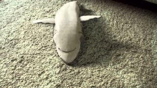 Shark Playing Dead Supercute