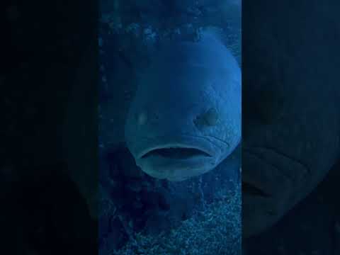 Giant Grouper Fish staring me out, Dubai Aquarium #DubaiAquarium #GrouperFish #Travel #UAE