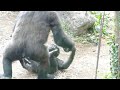 リキとモモカ　なかよし姉弟　上野動物公園　ニシゴリラ(Gorilla,Orautatan,Chimpanzee,Animal,Zoo)