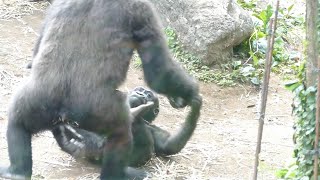 リキとモモカ　なかよし姉弟　上野動物公園　ニシゴリラ(Gorilla,Orautatan,Chimpanzee,Animal,Zoo)