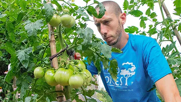 Jak vysoké rostliny rajčat dorůstají do výšky, než začnou plodit?