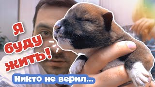 Щенки из коробки неделю спустя. Кто выжил?