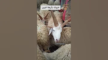 خروف بأربع قرون 