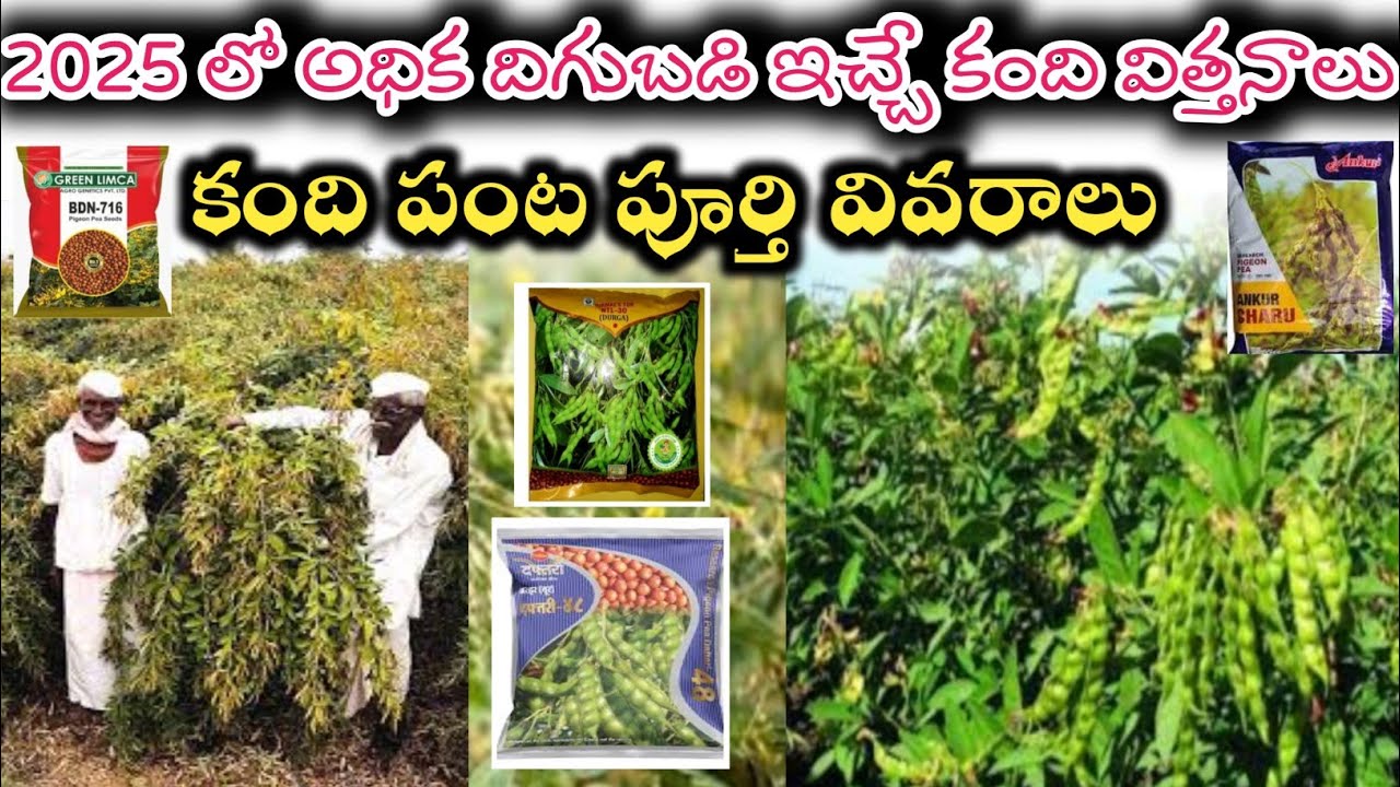 #2025 లో అధిక దిగుబడి ఇచ్చే కంది విత్తనాలు || #top Best Redgram seeds in 2025 || #redgram #farming