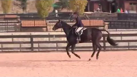 SLF Leopold ridden by Lisa Baugh