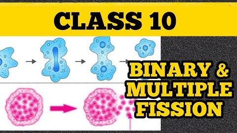 #fission#binaryandmultiple           BINARY AND MULTIPLE FISSION|CLASS 10|HOW DO ORGANISMS REPRODUCE