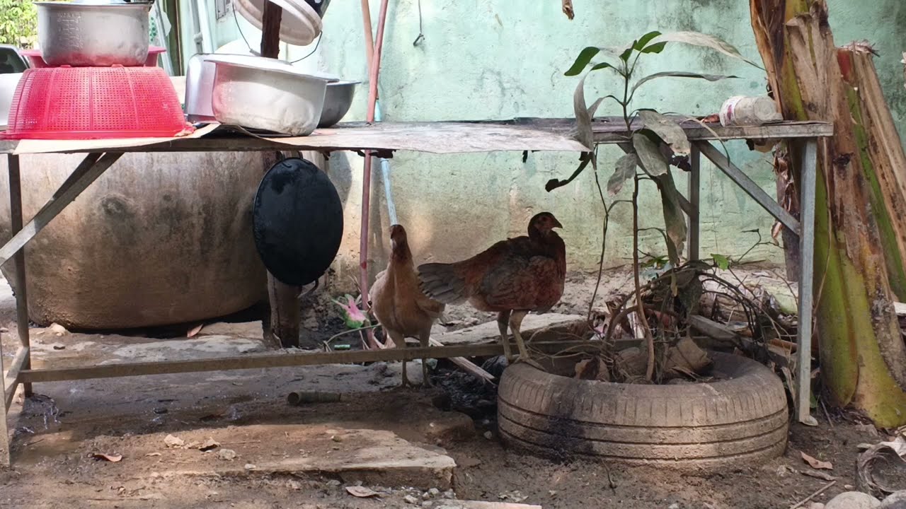 The sky is too hot, the rooster doesn't know where to sleep, only sheltering under the sink.