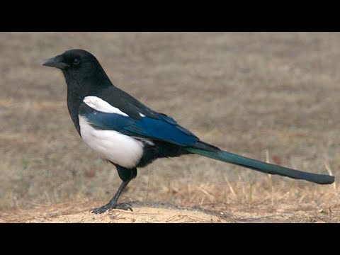 Video: Cum se numește o pasăre cu coadă cu furci?