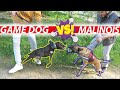 Yetenek Sizsiniz'de 2.olan Malinois Mali'nin Yavrusu -VS- Gölge (Game Dog)