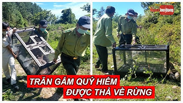 Trăn gấm quý hiếm xuất hiện ở trung tâm Đà Nẵng được thả về rừng an toàn | Báo Người Lao Động