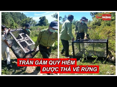 Video Trăn gấm quý hiếm xuất hiện ở trung tâm Đà Nẵng được... - YouTube